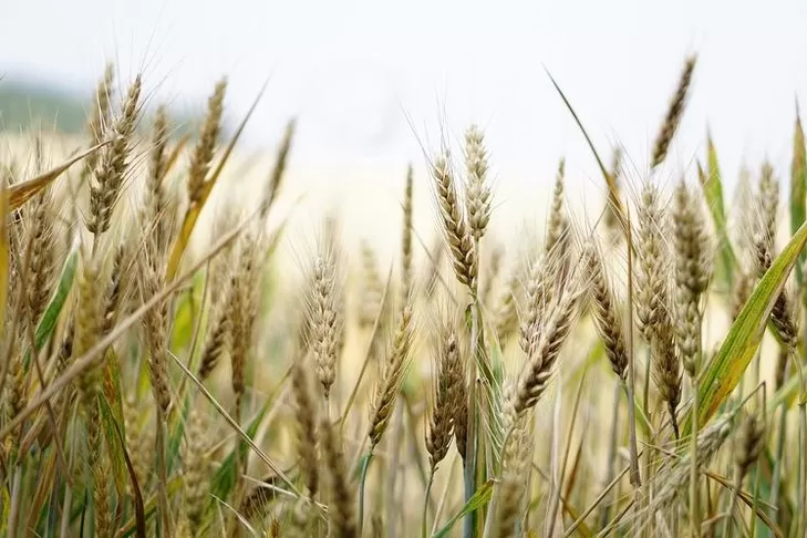 Campagne agricole : Hausse prévisionnelle de 41% de la récolte céréalière