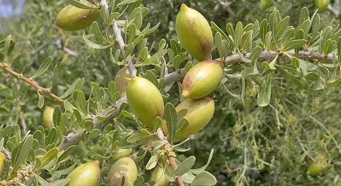L'arganeraie, une mine d'or vert à l'épreuve du dérèglement climatique