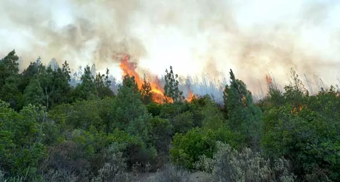 Incendies de forêt : Baisse de 86% des surfaces touchées en 2024