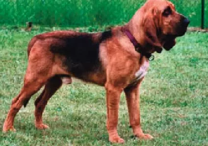 Saint-Hubert, une race de chien utilisée par la police cynotechnique pour retrouver les personnes portées disparues
