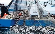 Port de Nador : Baisse de 13% des quantités débarquées des produits de la pêche à fin avril
