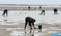 Pêche maritime : Levée de l'interdiction sur le ramassage et la commercialisation du vernis collecté au niveau de Targha-Chmaâla, d'Amtar Est-Jebha et de Jnane Niche-Amtar Ouest