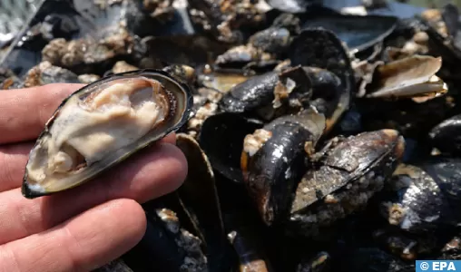 Essaouira : interdiction de la récolte et de la commercialisation des moules issues de Oum Toyour Chouika