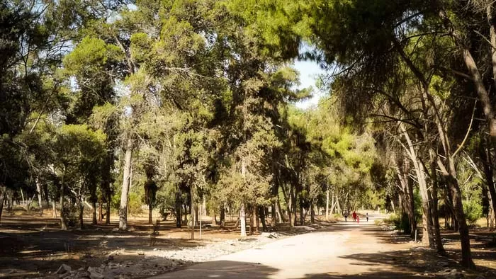 La DGSN accorde une importance particulière aux efforts de lutte contre les crimes portant atteinte au patrimoine forestier