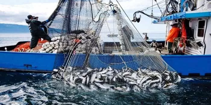 Port de Laâyoune: Légère baisse des débarquements de pêche au S1-2025