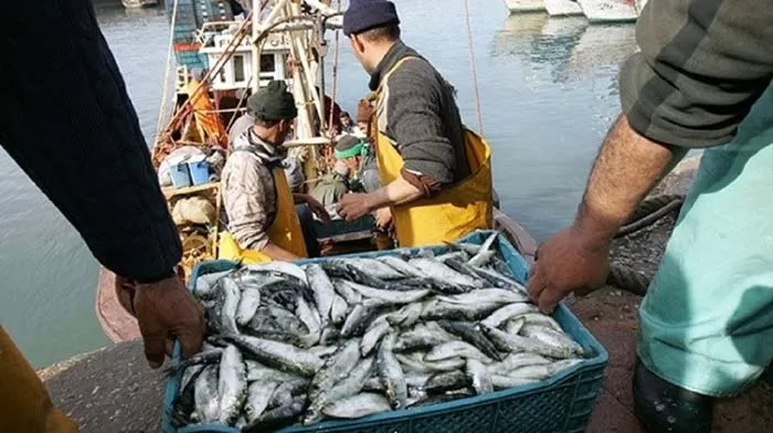 Pêche côtière et artisanale : Des volumes en recul, mais des filières en mutation