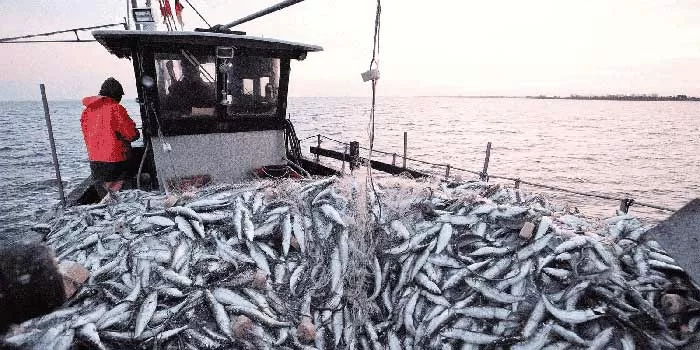 La pêcherie des petits pélagiques à Laâyoune : Des résultats très satisfaisants au titre de la période estivale de l'année 2025