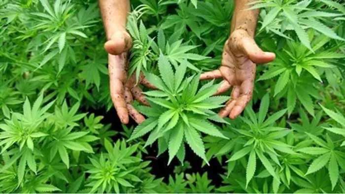 Cannabis licite au Maroc : Une dynamique soutenue pour le développement d’une filière prometteuse