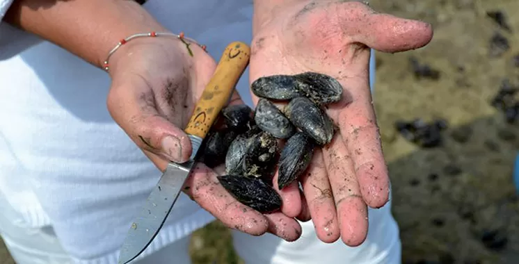 Agadir : interdiction de la récolte et la commercialisation des produits conchylicoles issus de Douira-Sidi R'bat et Imi Ouaddar